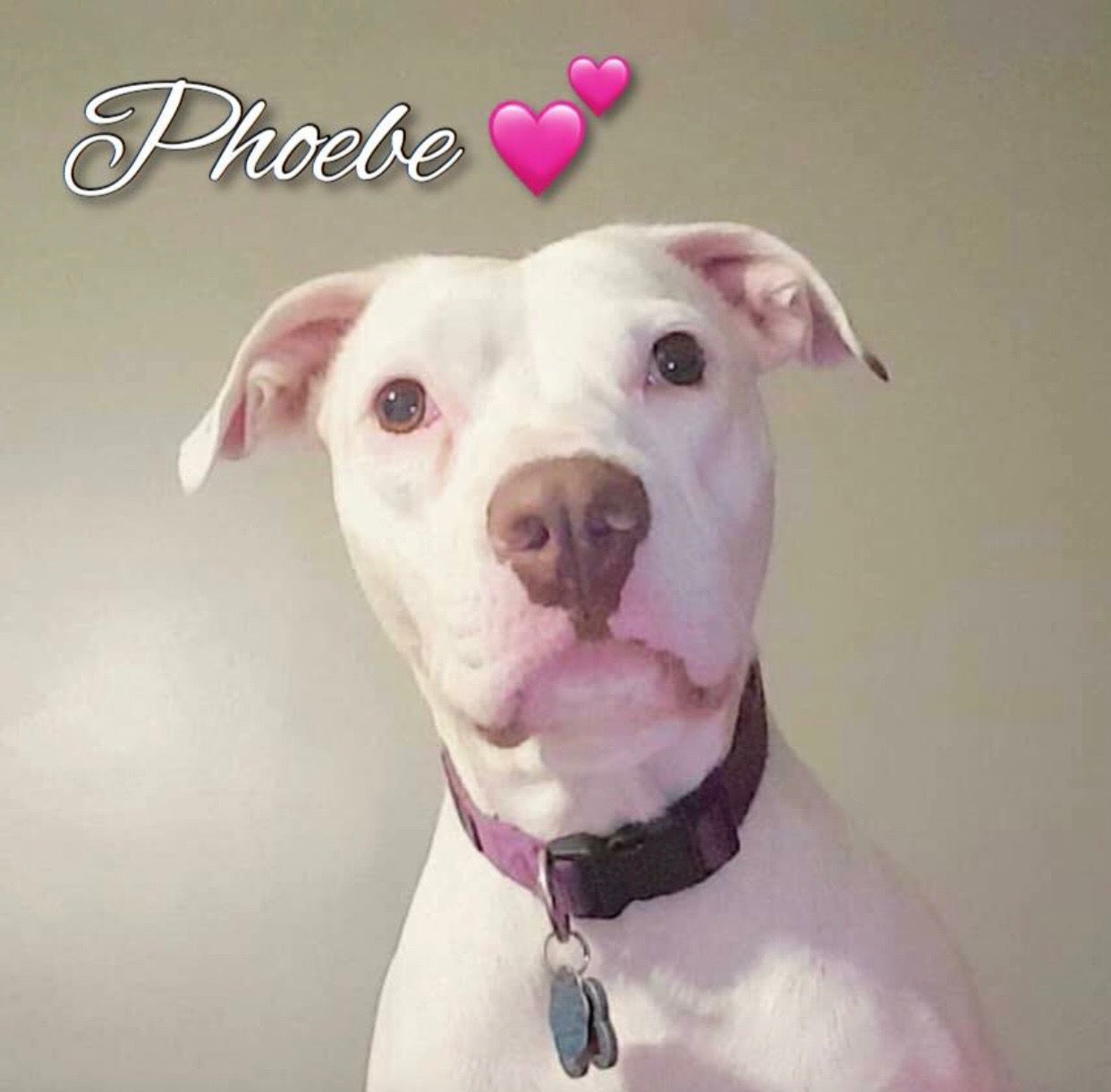 Phoebe